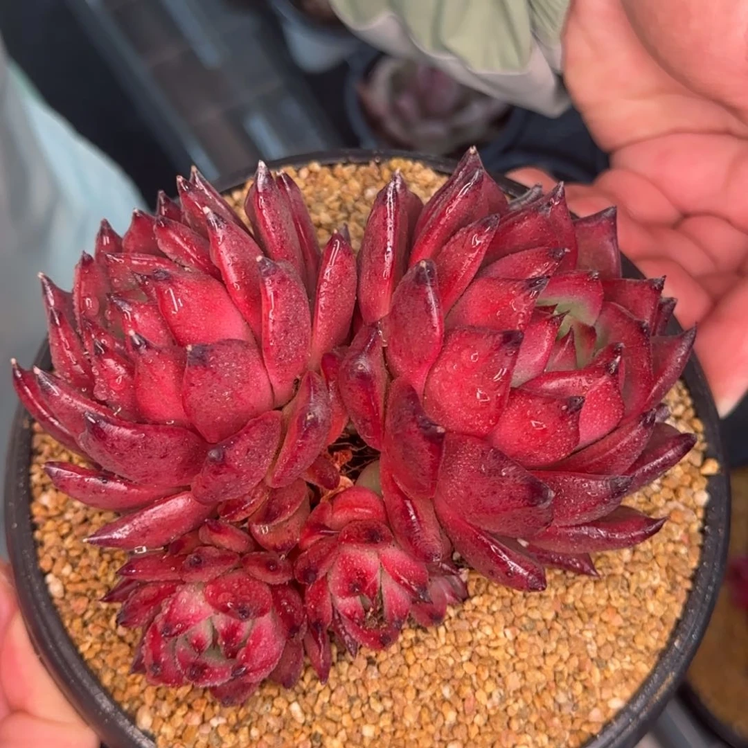 从前慢甄选多肉编号粉钻群