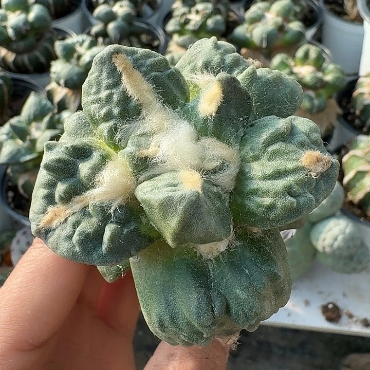 无花朵251怒涛牡丹