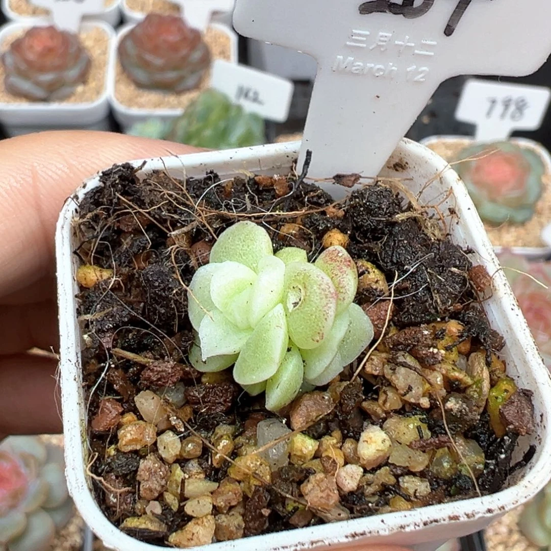 ﹋***℡264号白釉，晗雨多肉