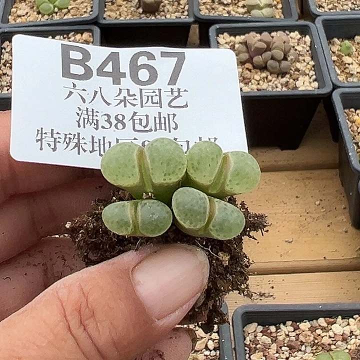 阳***肉无花朵467号风铃音乐节