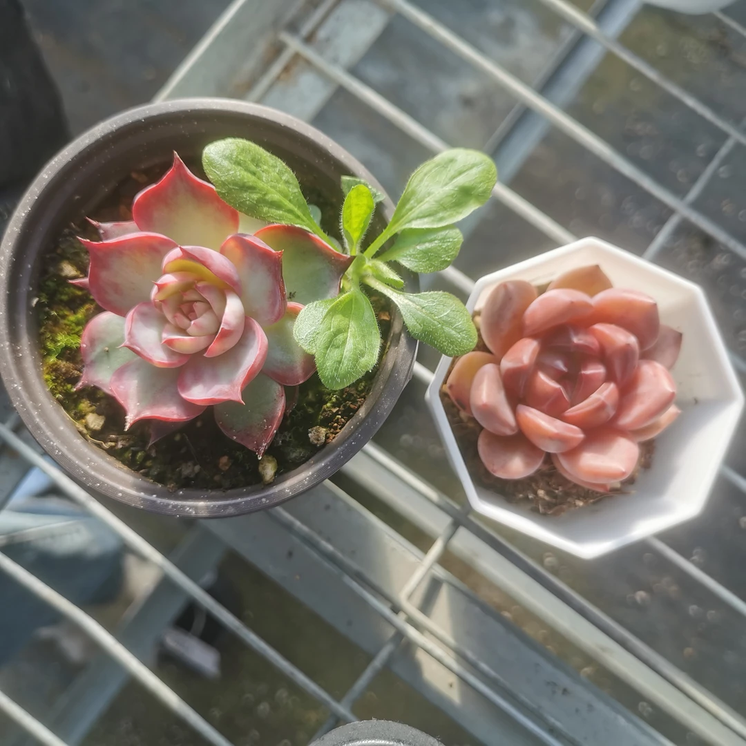 惊鸿仙子夜魔侠多肉植物（九月专属）