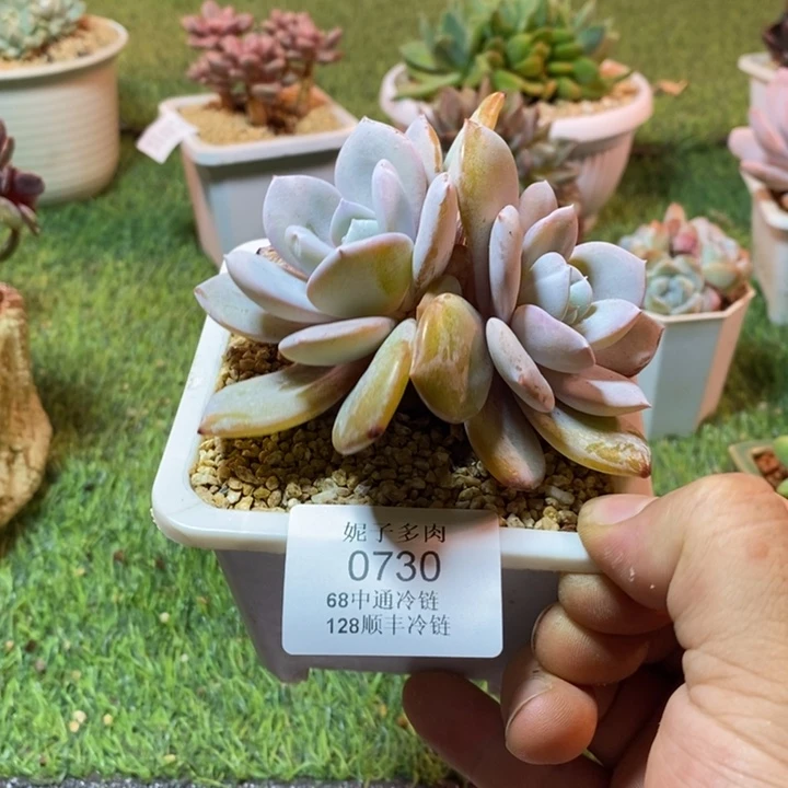 0730啊啊啊啊啊啊啊啊啊啊