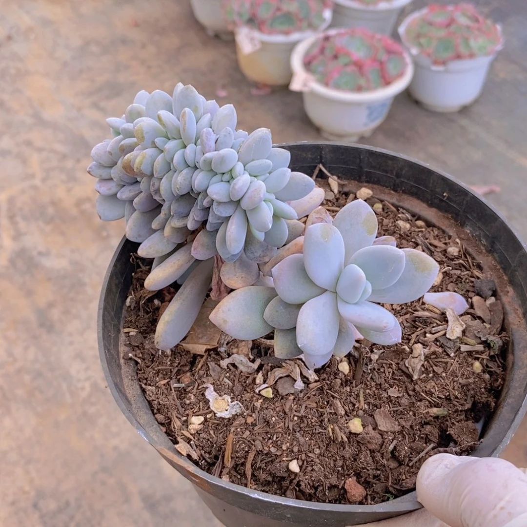 8624粉兔缀化一物一拍