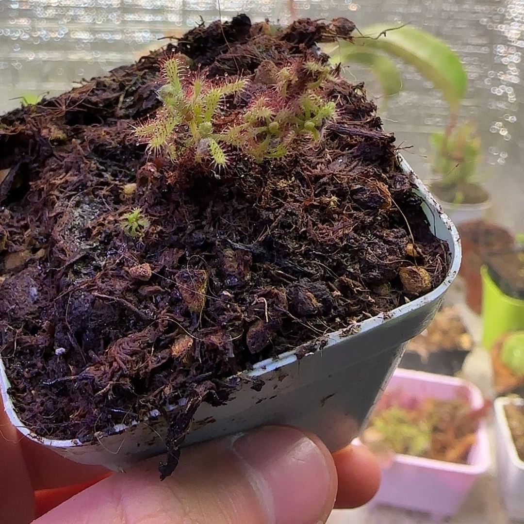 无花朵专拍雄伟壮丽