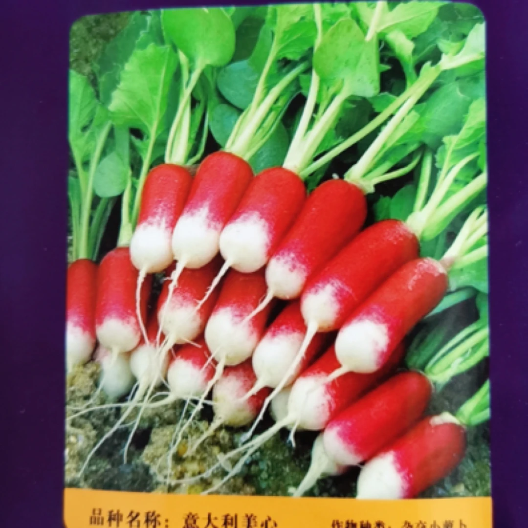2袋意大利美心小型萝卜种子10克