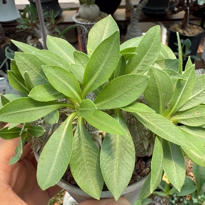 慧比须笑 327 仙人球