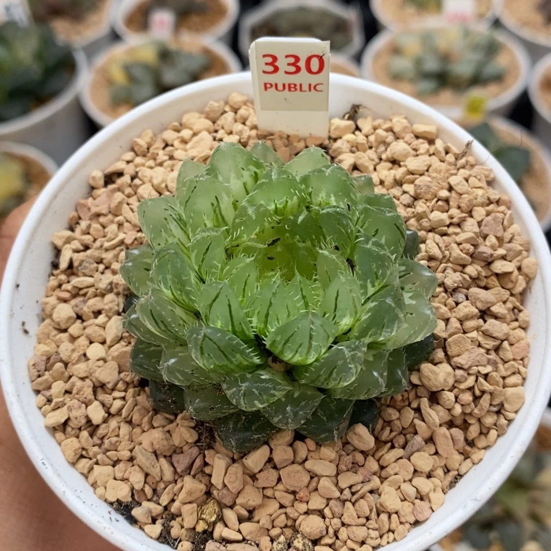 330翠云玉露十二卷