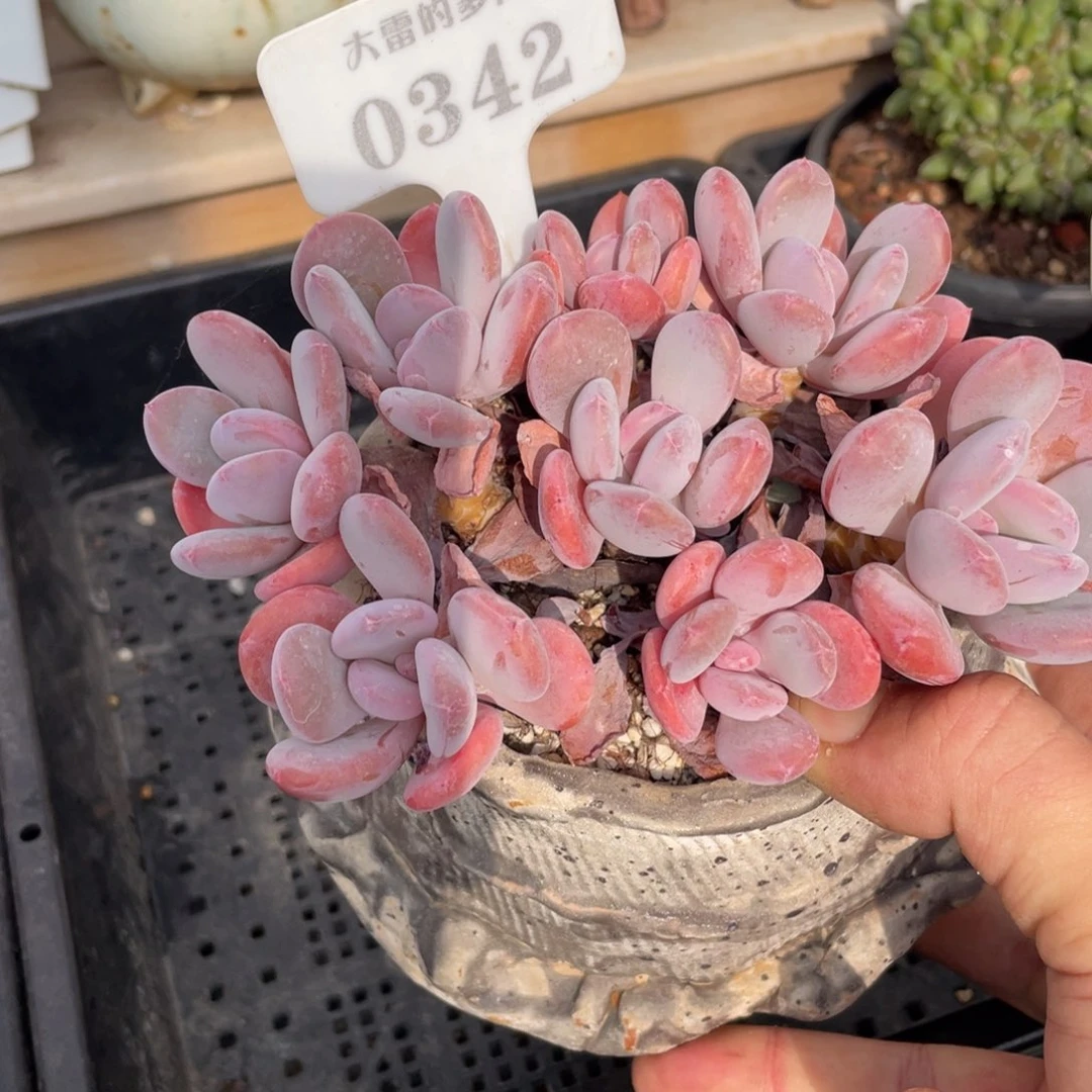 0342灰姑娘不带盆14厘米