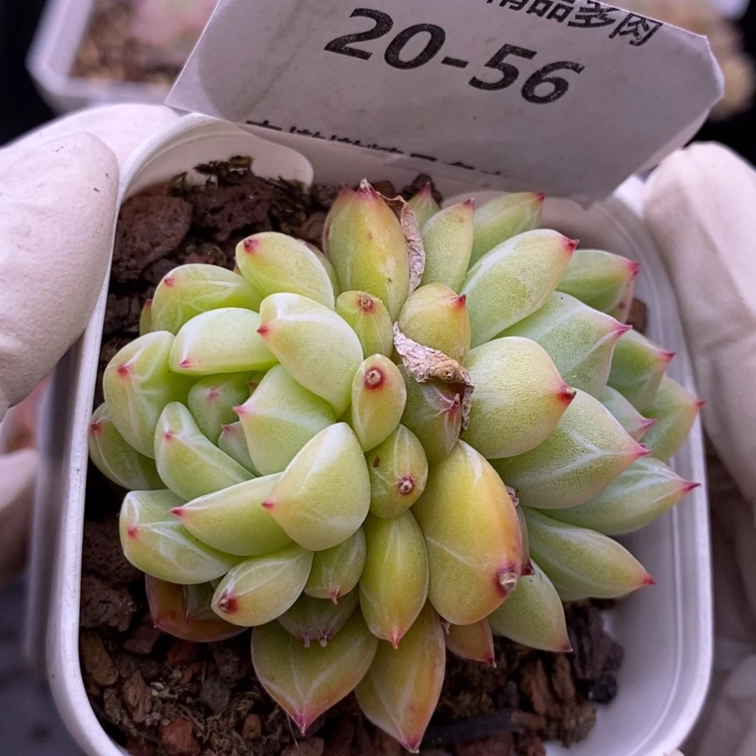 【闪购商品】20-56雪花