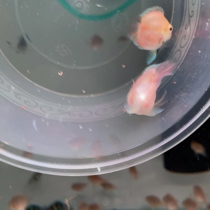 鹦鹉鱼胭脂粉一对包基因