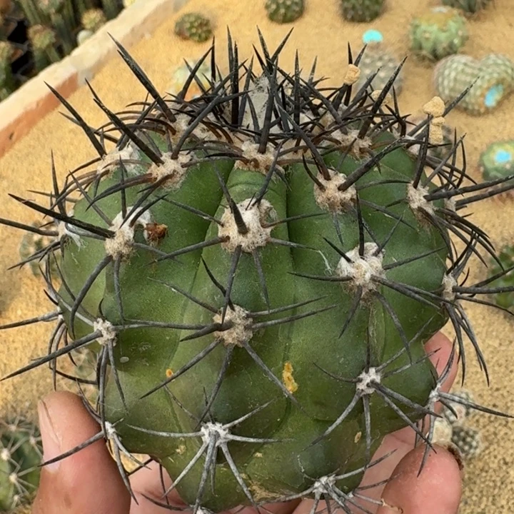 黑龙爪无根66666666