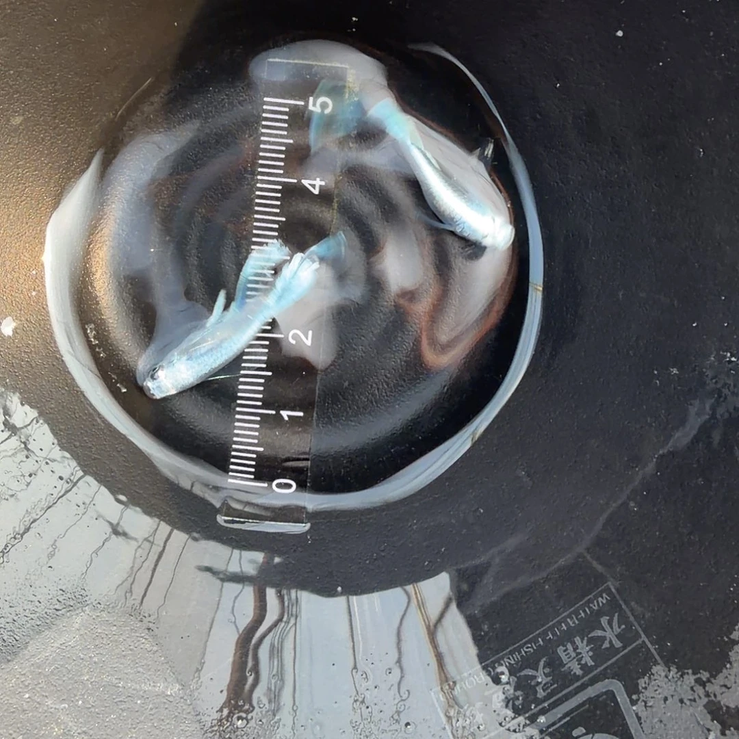 青鳉鱼观背青鳉29