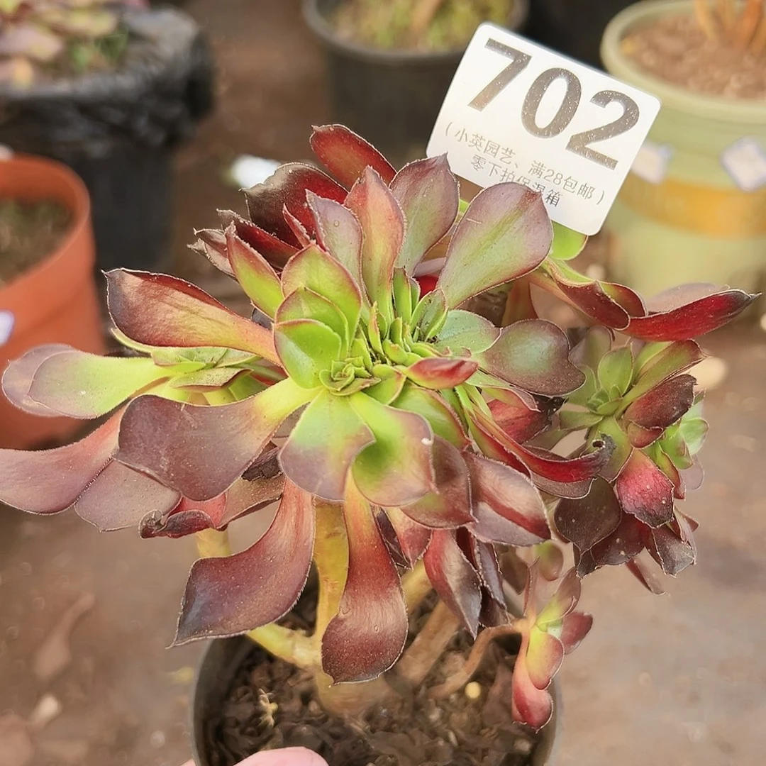多肉植物多肉植物702