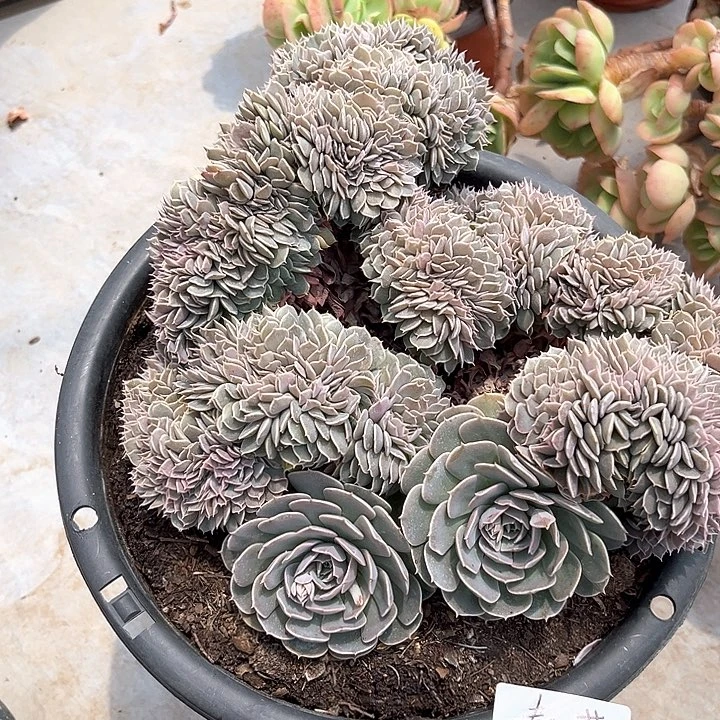 棠颂花卉一物一拍 天赐缀 春草