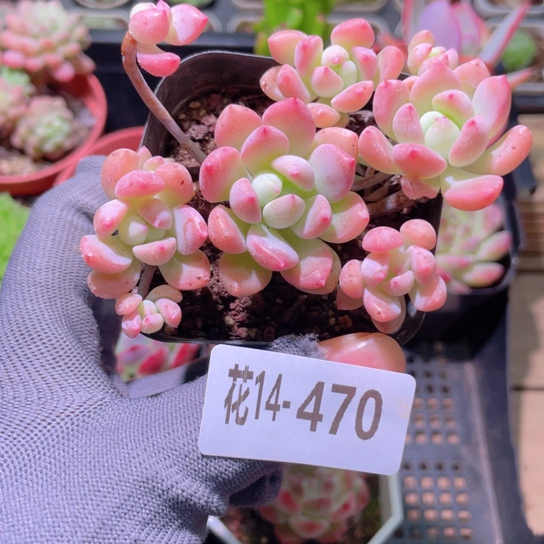 花利美14-470洛丽塔