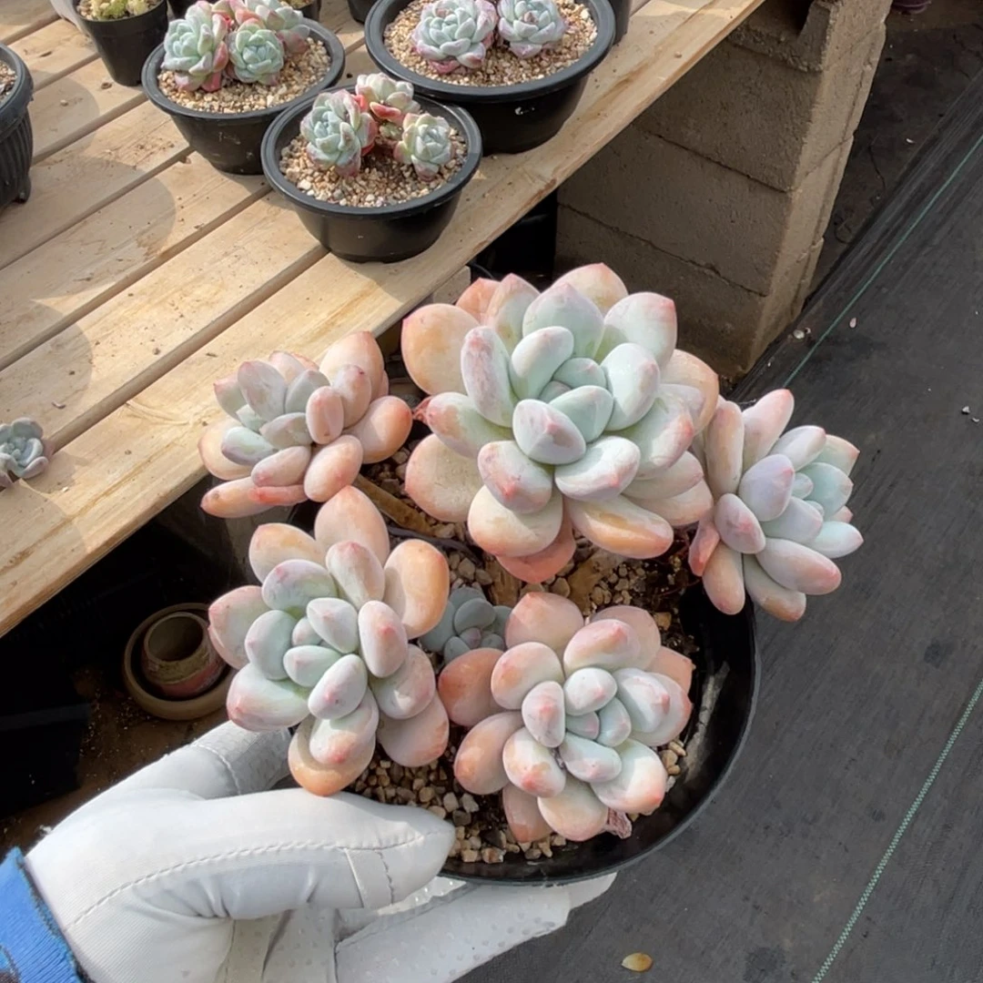 老桩香水一物一拍不支持退换
