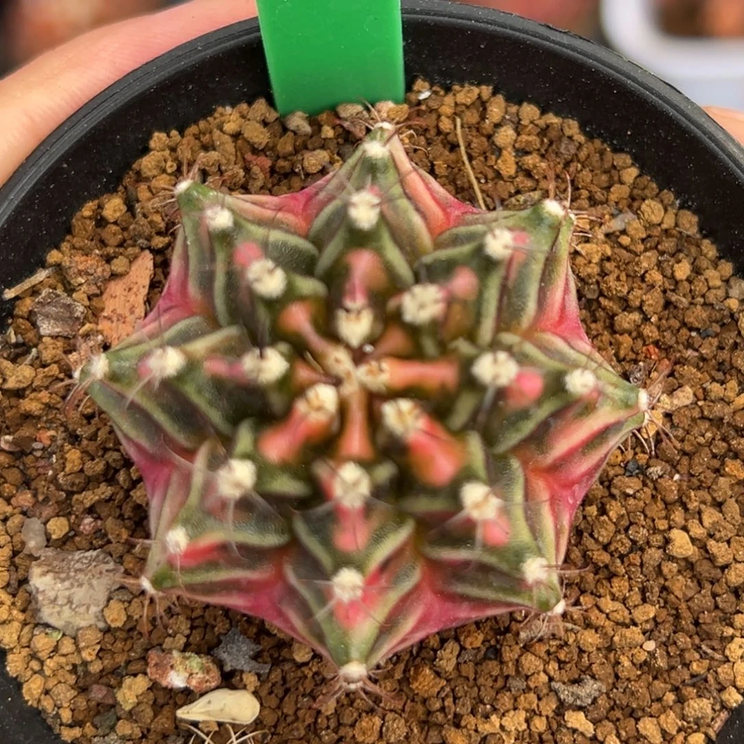 泰系实生米哈锦H27