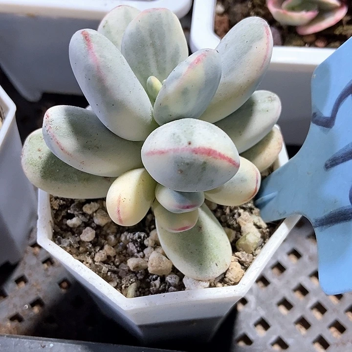 多肉植物乒乓锦519