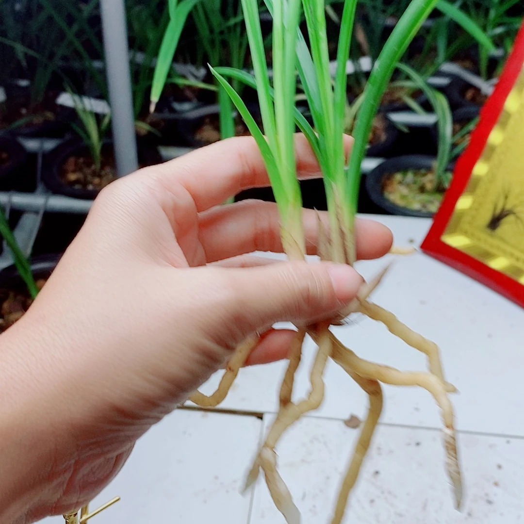 当前无花栽培后可以开花红
