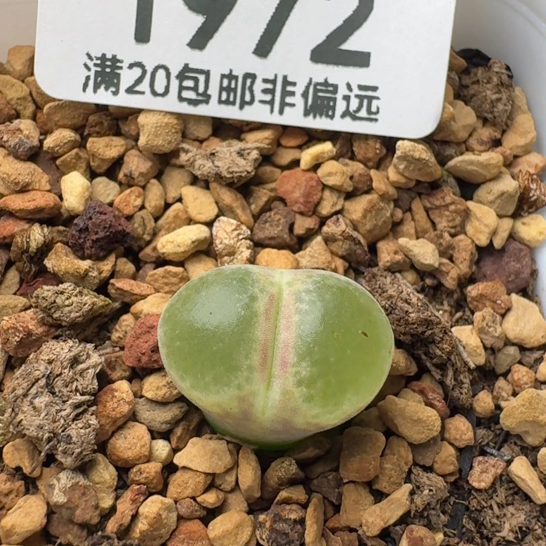 粉红女郎    带盆土