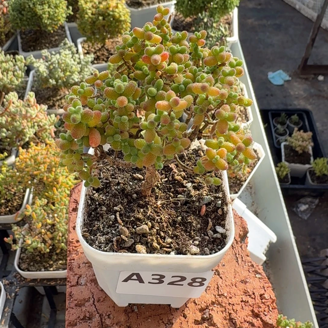 狮****A328金桔糖球一物一拍