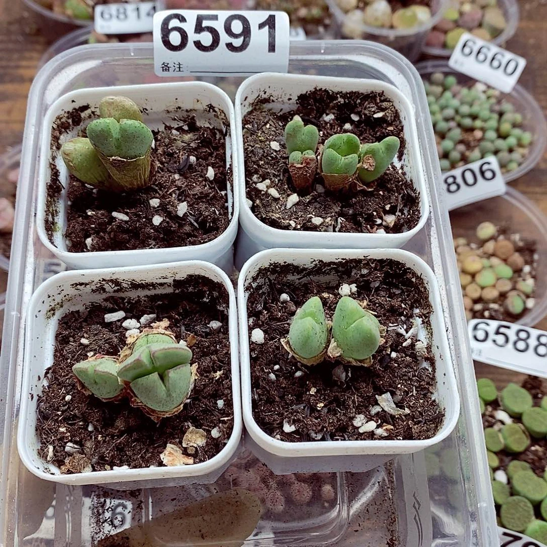 6591巴黎咯哦耶打一