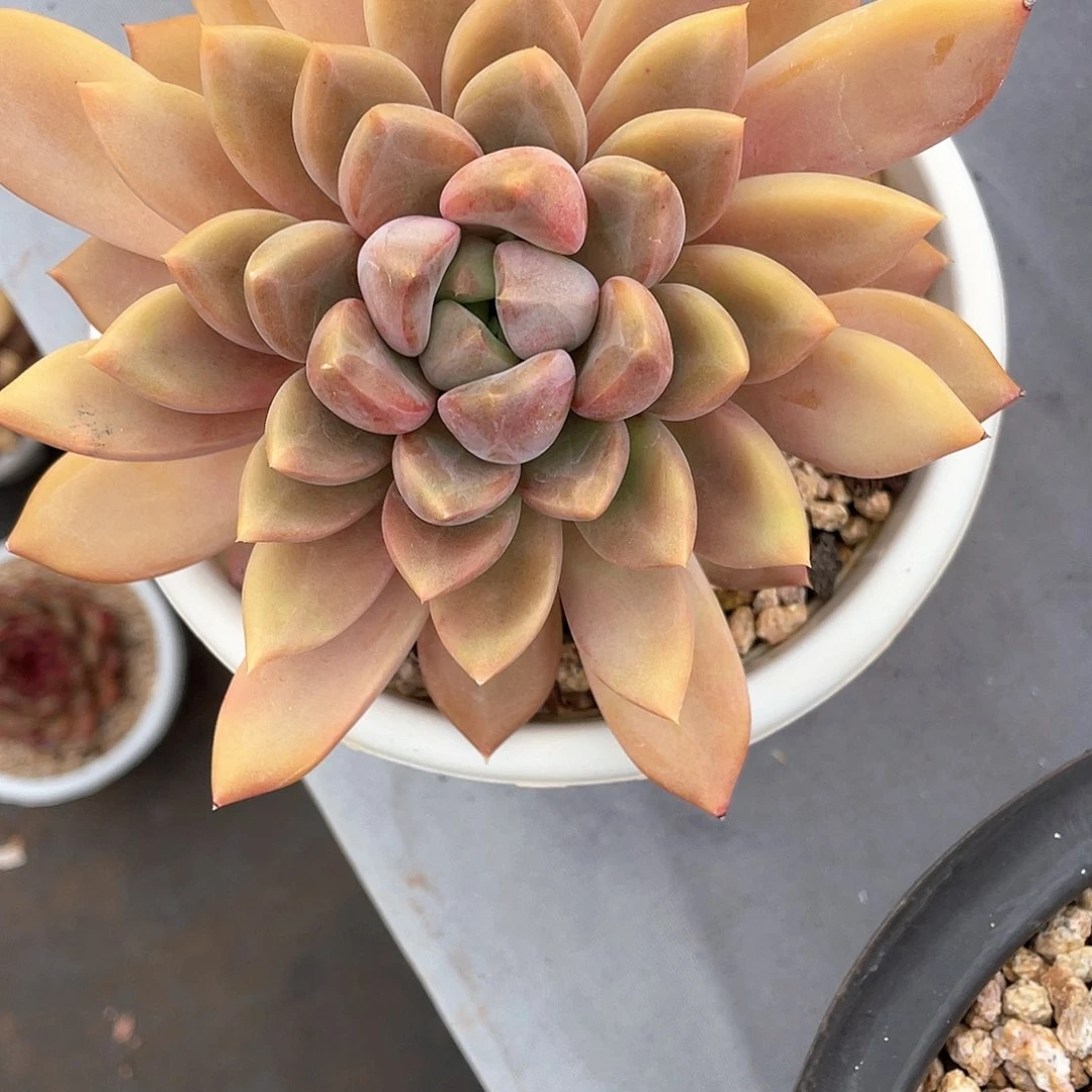 ✨*✨多肉植物一物一拍