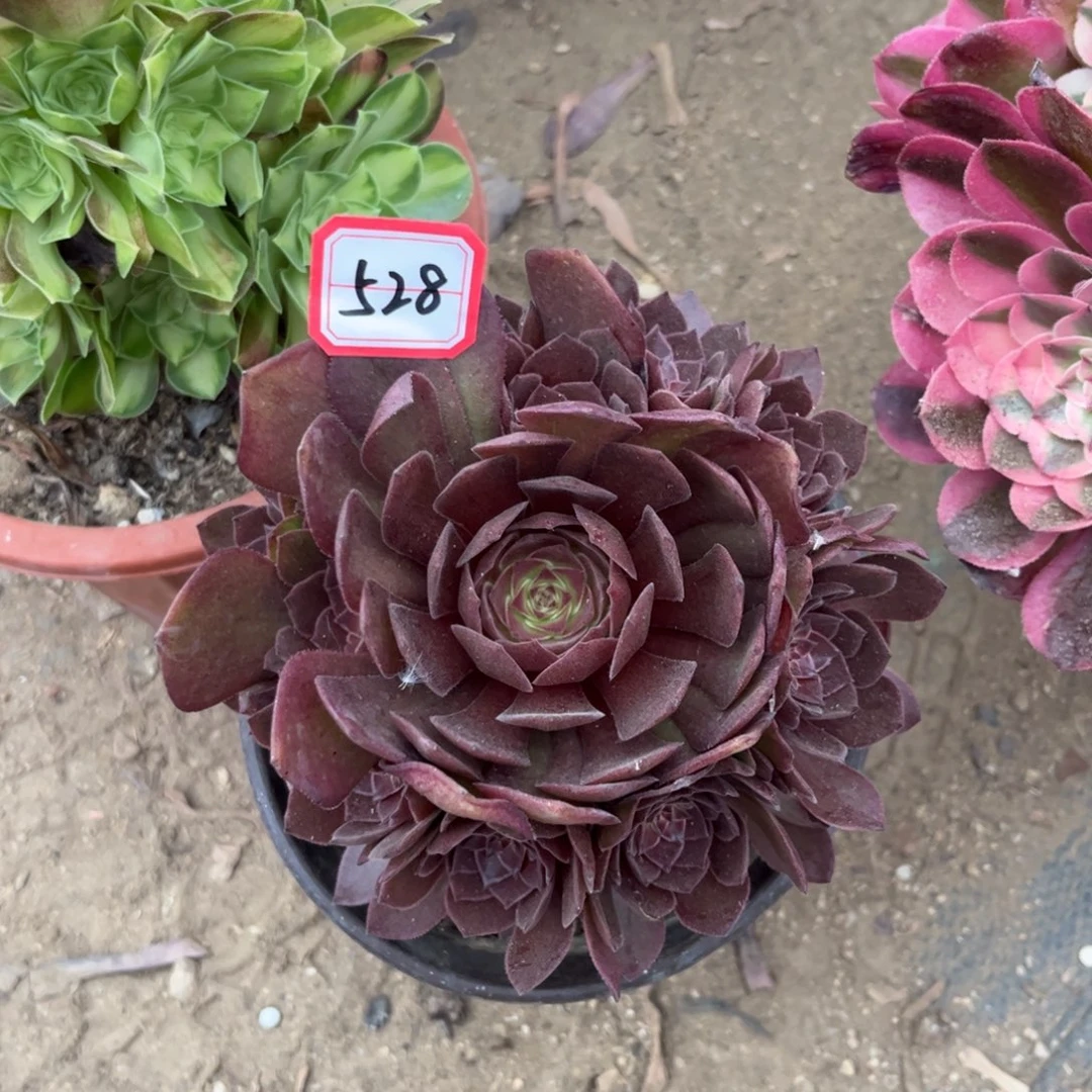 528多肉植物桃花石