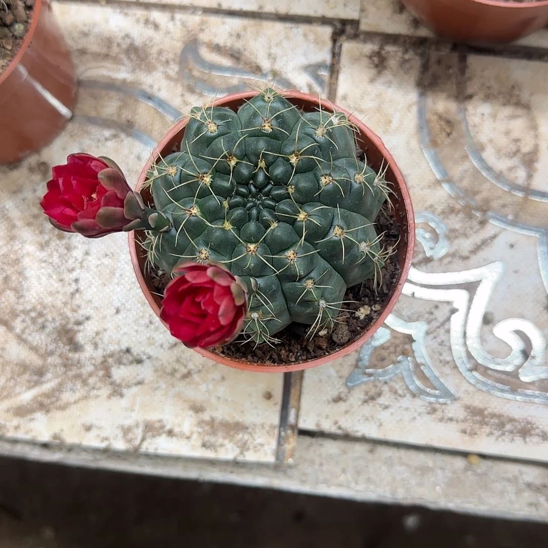 花花花花花花花花花花花花