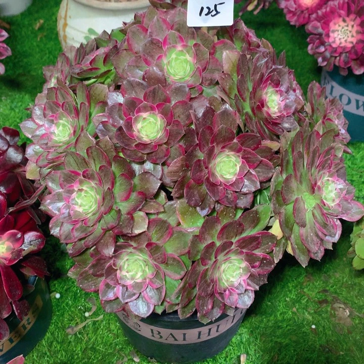 小*儿125万花筒精品法师多肉