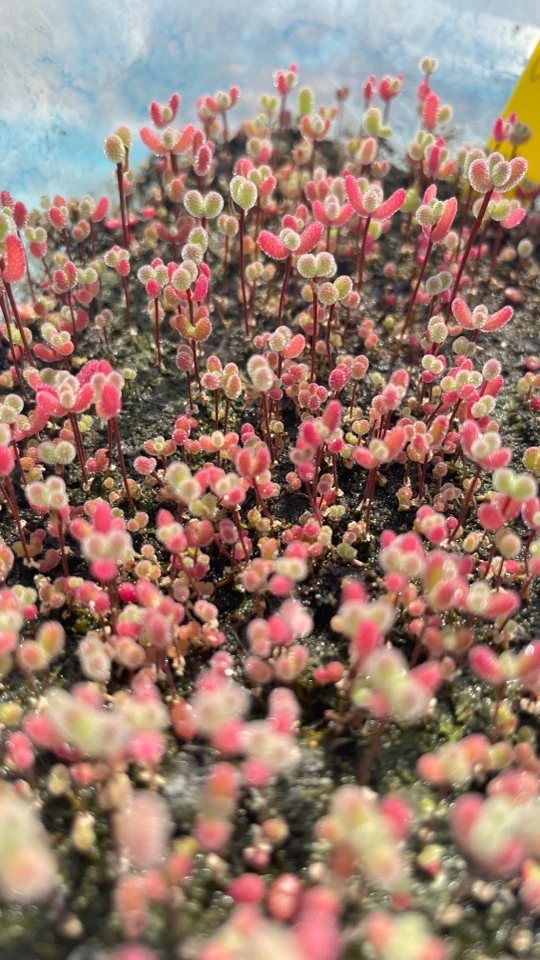 枝干番杏种子糖球莱斯冰晶蜜桔金橘红叶橙叶钻石琉璃胡萝卜小辣椒