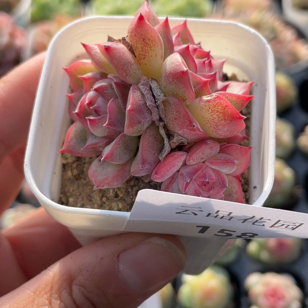 158号糖心冰心珍妮