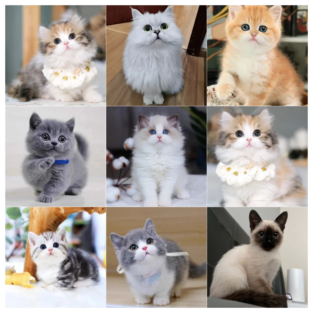 【迪健猫咪全品种】布偶/  矮脚猫 /银渐层  /金渐层  /蓝猫/