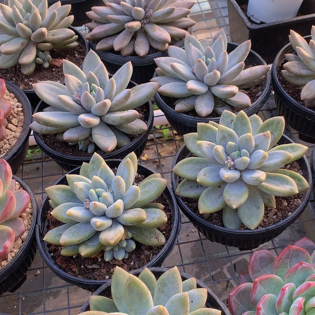 超胖黄体哥特萝莉4567789990