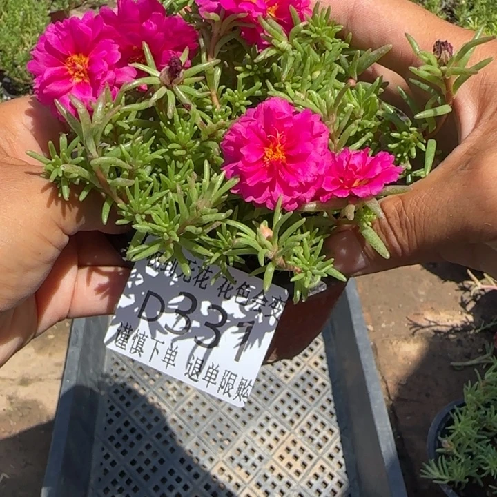 无花朵D331超小苗盆口