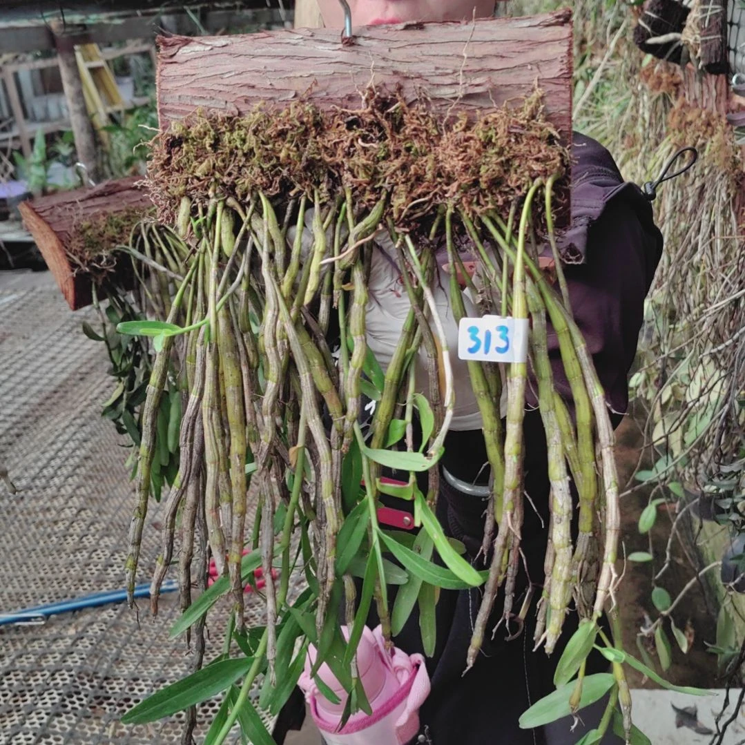 ?**丶313重唇绿植花卉微景观