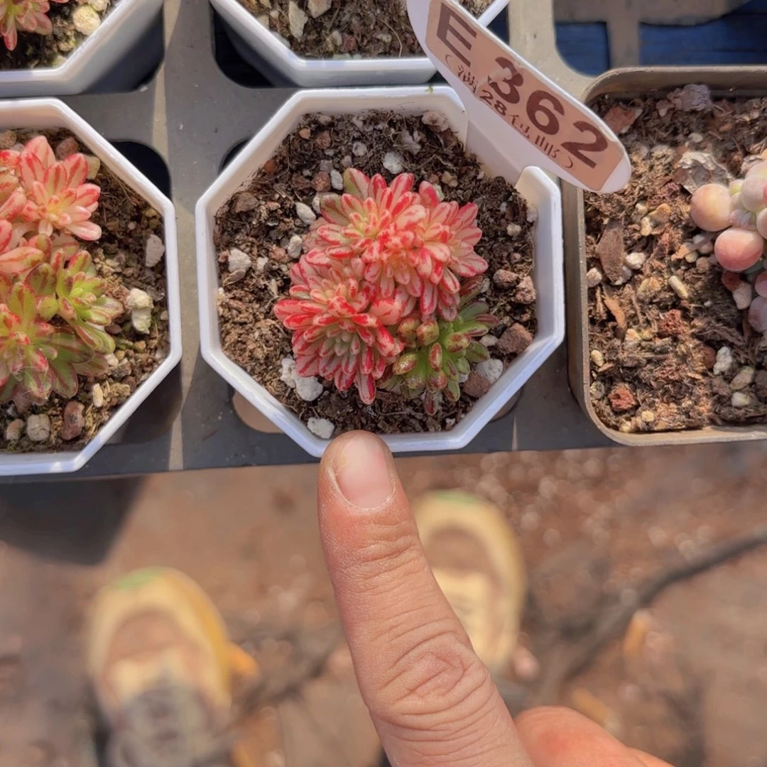 E362小人集一物一拍