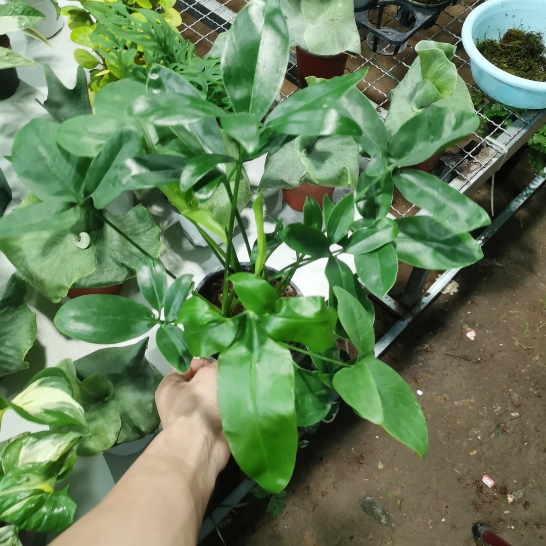 120#印第安羽毛蔓绿绒双株