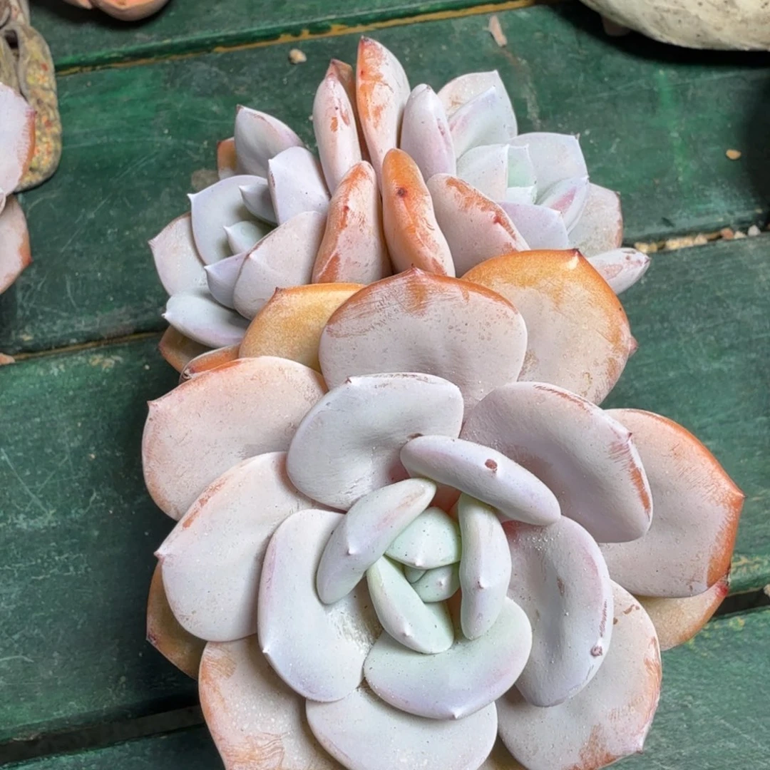 三头奶茶一物一拍拍下不退不换