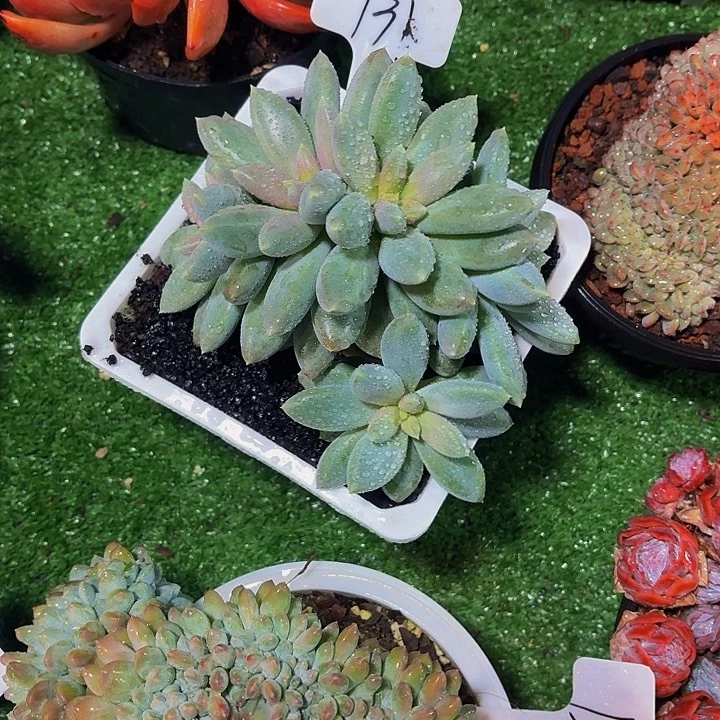 &***&丽娟花卉哥特朵朵缀化