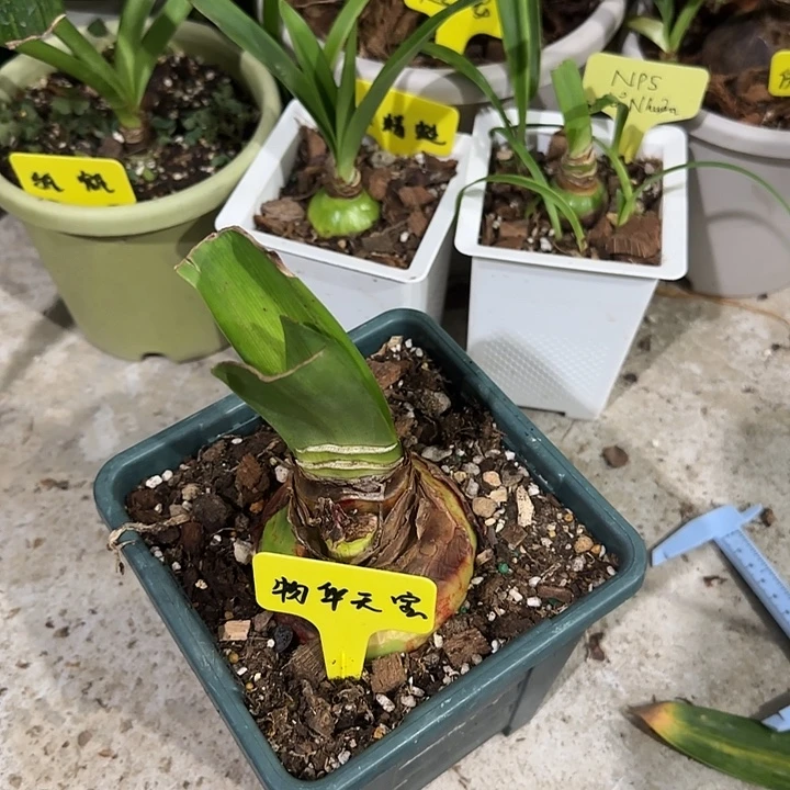 物华天宝8cm，裸球发货