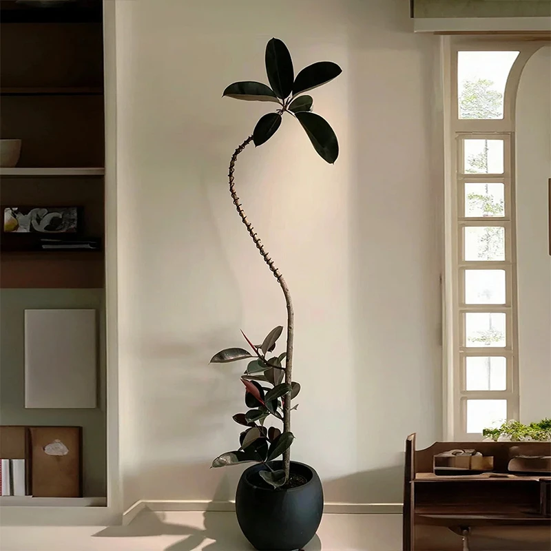 大型室内绿植黑金刚橡皮树造型植物好养易活净化空气ins风氛围感