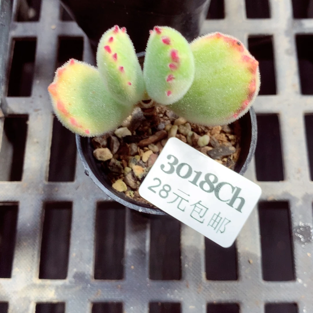 5厘米盆精控多肉3018