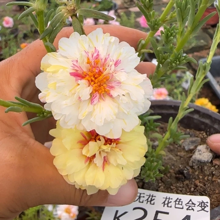 无花朵K254白柠檬甜心超小苗盆口10cm