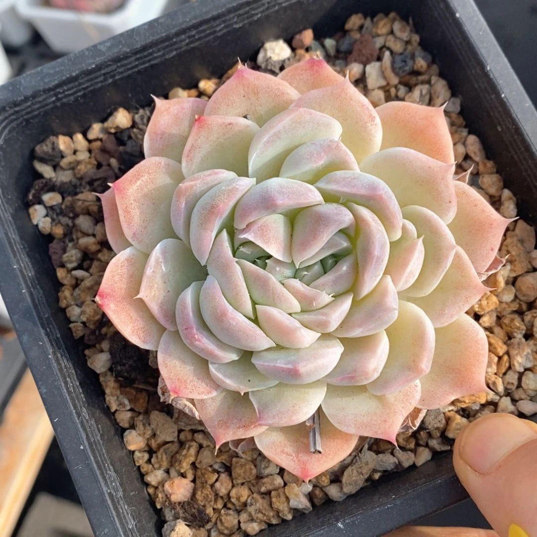 精品多肉一物一拍不包整22