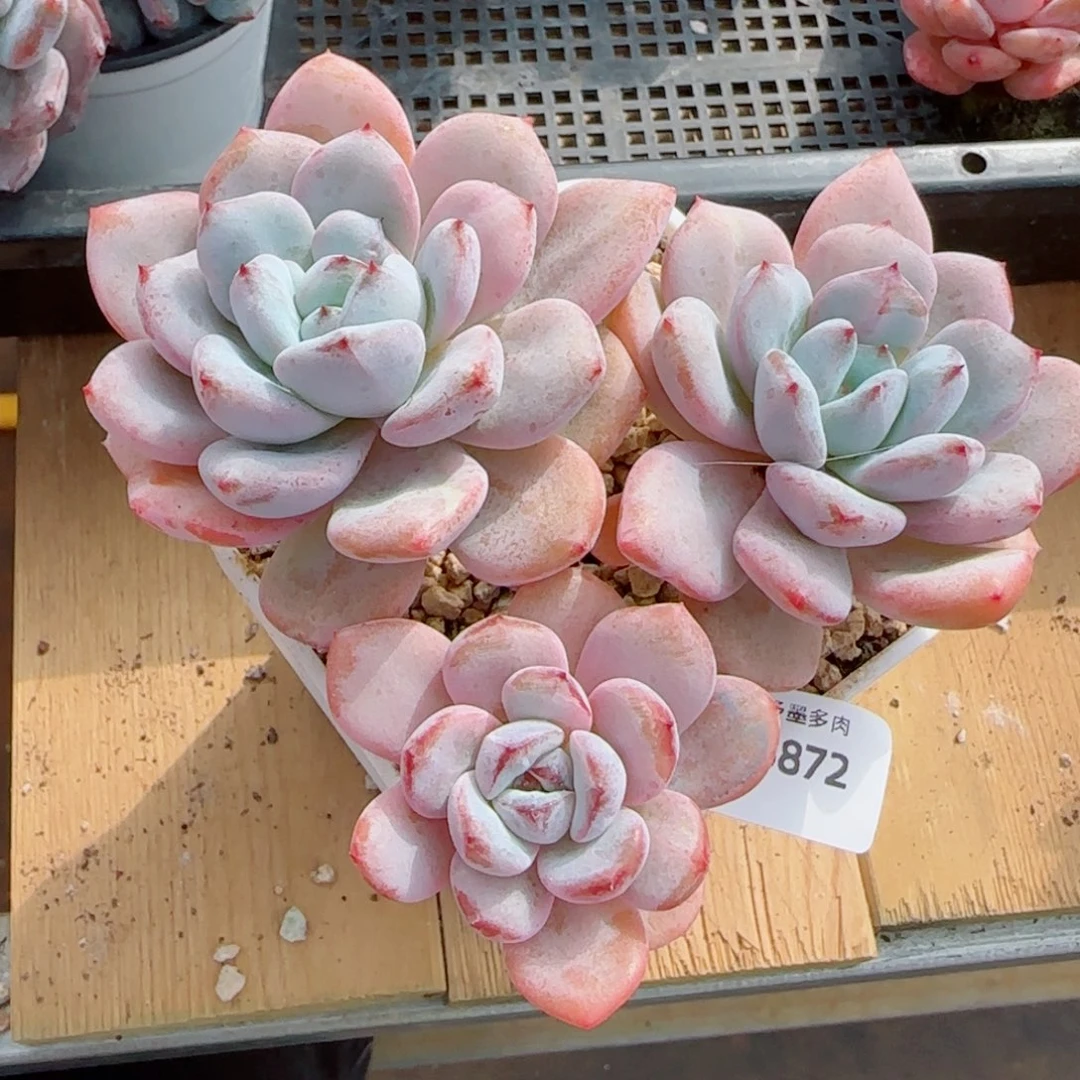 长杆星星雪，3872多肉植物