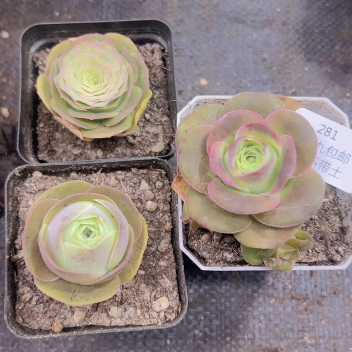 281 裸根不带土发货