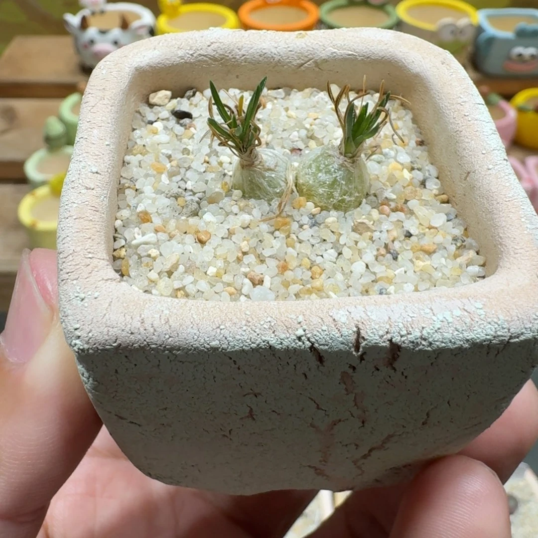 蘑菇1283小海葱多肉植物