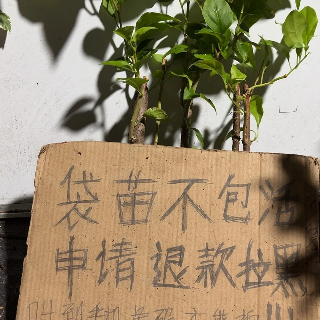 浅***呀当前无花栽培后可以开花袋苗盲盒三颗10