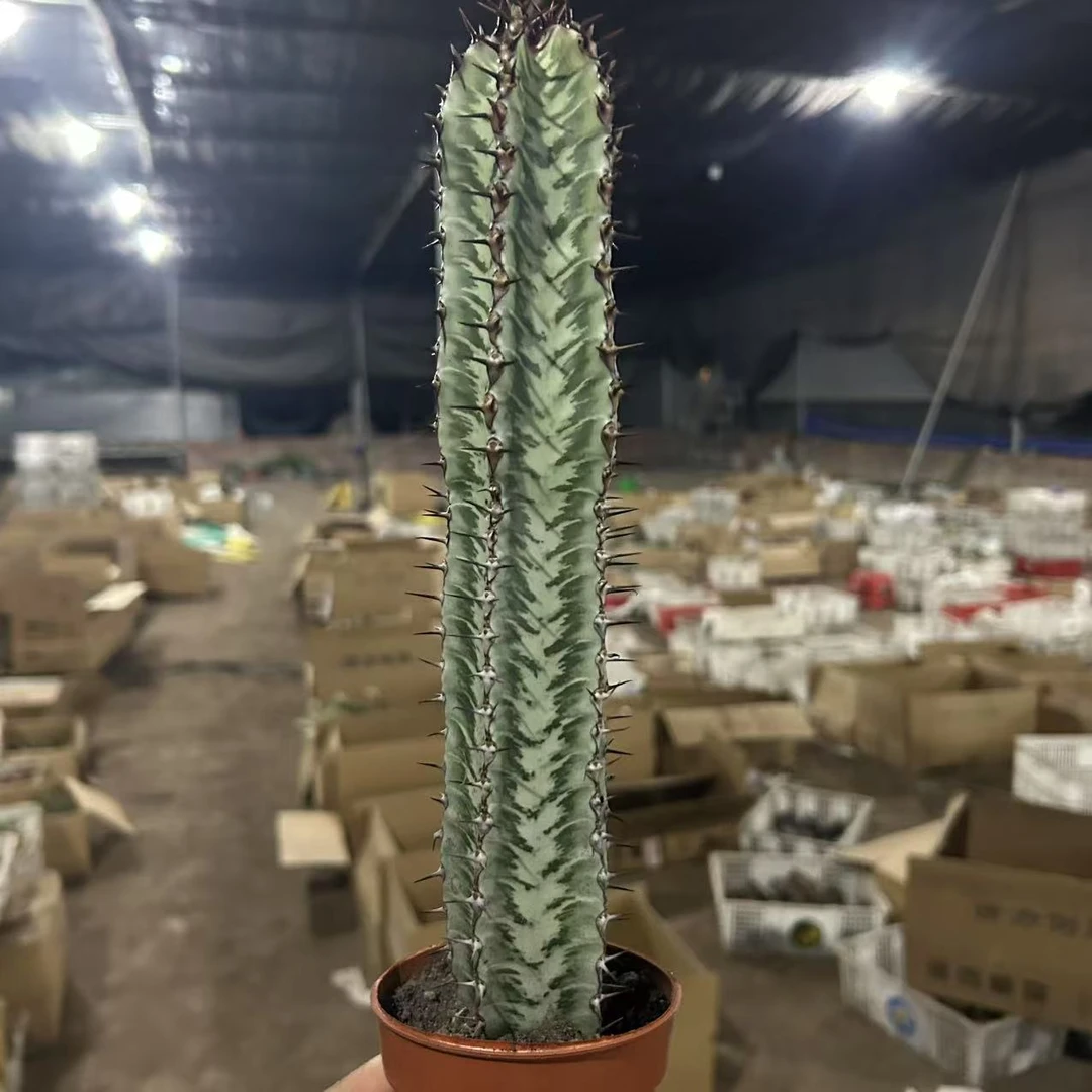 斑马大戟     仙人球夏型种绿植盆栽桌面阳台办公室摆件